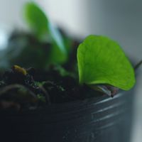 ハオルチア,多肉植物,観葉植物,塊根植物,サボテン科の画像