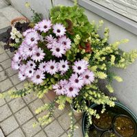 オステオスペルマム,バーベナ ピンクパフェ,ロータス ブリムストーン,ロータス ブリムストーン,お散歩ちゃんキーホルダーの画像