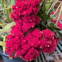 カランコエの画像