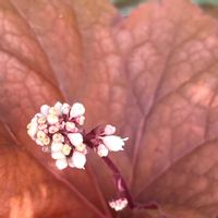 ヒューケラ,ヒューケラ,鉢植え,花のある暮らし,今朝の一枚の画像