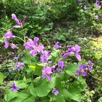 ムラサキハナナの画像