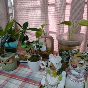 ポトス,ぽとす ⭐️,水耕栽培,和室の画像