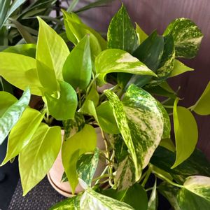 ポトス,リビング,花のある暮らし,私の癒し,今日のお花の画像