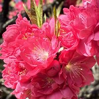 花桃,ニホンタンポポ,カキドオシの画像