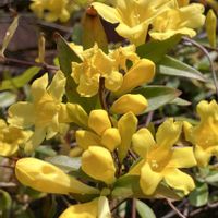 公園,野鳥,玄関先,カロライナジャスミン。,ジョウビタキ。の画像