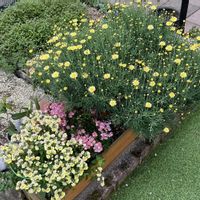 ガーデン,玄関アプローチ,庭の画像