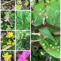 ポトス,ポトス,花筏（はないかだ）,ポトス(斑入り),斑入りアマドコロの画像