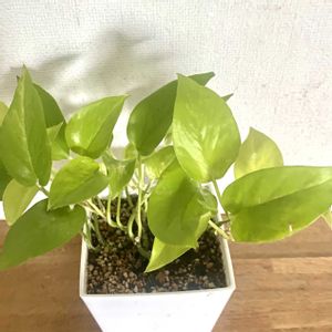 ポトスライム,ポトスライム,リビング,今日のお花の画像