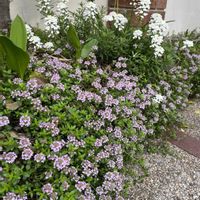 タイム,宿根イベリス,タイムロンギカウリス,タイム 'ロンギカウリス',アプローチの画像