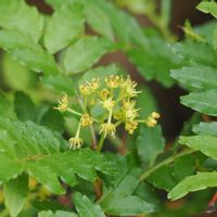 サンショウ,山椒の花,ホンドテン,山野草,野鳥の画像
