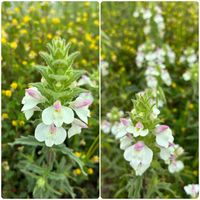 ニワゼキショウ,マツバウンラン,カタバミ,トキワハゼ,ヘラオオバコの画像