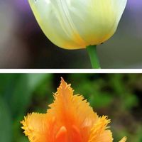 地植え,小さな庭の画像