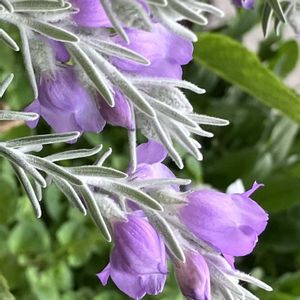 癒し,紫色の花,#ガーデニング,エクステリアの画像