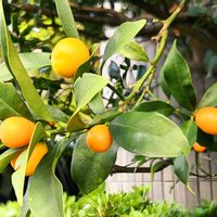 金柑,通勤途中の画像