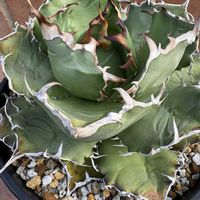 ハオルチア,多肉植物,ユーフォルビア,agave,アロエ属の画像