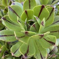 アエオニウム 属,アエオニウム 属,アエオ）グリーンファイヤー,多肉植物,アエオニウムの画像