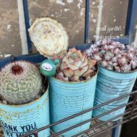 サボテン,白雪ミセバヤ,紅小町,月光女神,多肉植物の画像