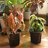 クロッカス,福寿草,ベコニア マクラータ,ベコニア アルボピクタ,ポコんちの庭の花の画像