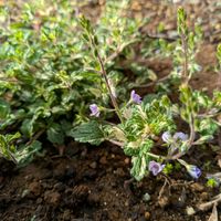 ベロニカ,開花,ガーデニング,カラーリーフ,斑入り。の画像