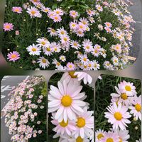 カランコエ,スズラン,ツツジ,ペラルゴニウム,マーガレットの画像