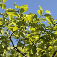 柿の木,柿の木,柿の新葉,柿の新葉,柏市　染谷家住宅の画像