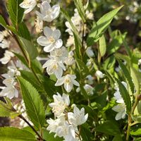 アサガオ,ヒメウツギ,ヒメウツギ,庭づくりプロジェクトの画像