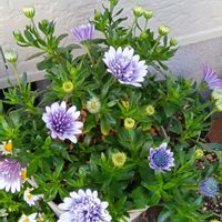 アンゲロニア,アメリカフジ,鉢植え,地植え,花のある暮らしの画像