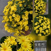 ユリオプスデージー,パンジー,オステオスペルマム,西洋オダマキ,八重山吹の画像