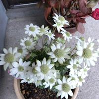 カランコエ,カランコエ,フランネルフラワー,フランネルフラワー,癒し…♡の画像