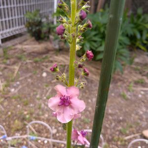 バーバスカム サザンチャーム,実生苗,種まき,花のある暮らし,植物のある暮らしの画像