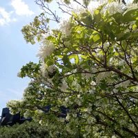 エゴノキの画像