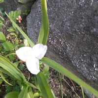 カーネーション,ジャーマンアイリス,ツユクサ,ツユクサ,ムギの画像