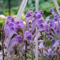 山野草,スマホ撮影,広い庭の画像