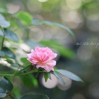 モッコウバラ,ナニワノイバラ,クレマチス雪おこし,プチポワン,花のある暮らしの画像