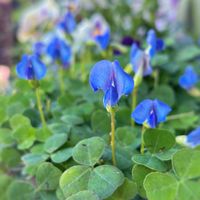 ブルークローバー,ブルークローバー,こぼれ種ビオラ,寄せ植え,ガーデニングの画像