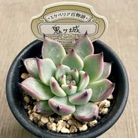 鬼ヶ城,多肉植物,エケベリア属,多肉中毒,タニラーの画像