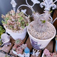 パキポディウム,パウシフォリア,多肉植物,多肉植物寄せ植え,塊根植物の画像
