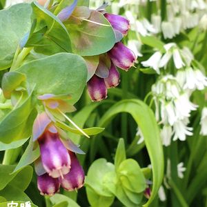 セリンセ・マヨール,ベロニカ ウォーターペリーブルー,ナデシコレインボーラブリネス,種まき,花のある暮らしの画像