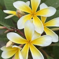 プルメリア,散歩道,南国の花,いい匂い,パラオのプルメリアの画像