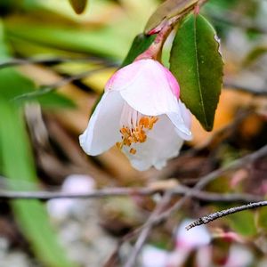 ヒメサザンカ,カメリア エリナ. カスケード,エリナ・カスケード,白い花,ピンクの花の画像
