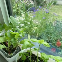 カーネーション,バジル,ラナンキュラス　ラックス,はつか大根,癒しの画像