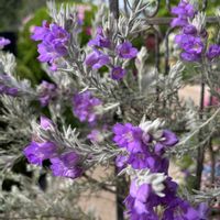 エレモフィラニベア,フランネルフラワー,青い花マニア,チーム・ブルー,癒しの薄紫の画像