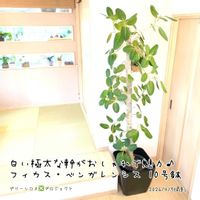 ベンガレンシス,フィカス ベンガレンシス,フィカス ベンガレンシス,ベンガルゴム,ベンガルゴムの画像