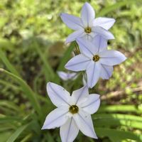 ハナニラ,山椒,植中毒,GS映え,古い土の再利用⭐︎の画像