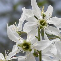 ジューンベリー,ジューンベリー,ジューンベリー,ジューンベリー,ジューンベリーの画像