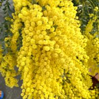 オダマキ,オダマキ,ミモザ,ティアレア,ティアレアの画像