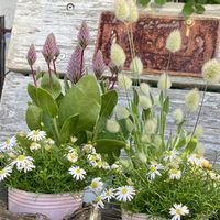 ブラキカム,プチロータス ジョーイ,ラグラス（バニーテール）,花のある暮らし,緑のある暮らしの画像