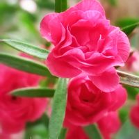 ギョリュウバイ,ありがとう♡︎⸜( ´ ꒳ ` )⸝♡︎,Love and Courage,Light along,幸せの風景の画像