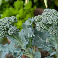 ブロッコリー,鉢植えの画像