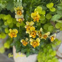 神戸べっぴんさんビオラ,ブルーシャドウ,神戸べっぴんさん ブルーシャドウ,寄せ植え,ナチュラルガーデンの画像